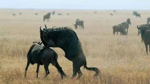 Bạn biết gì về "kho thịt di động" trên đồng cỏ châu Phi?