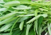Rau muống và sự thật về khả năng tích tụ kim loại nặng