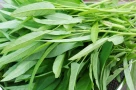 Rau muống và sự thật về khả năng tích tụ kim loại nặng