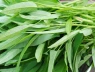 Rau muống và sự thật về khả năng tích tụ kim loại nặng