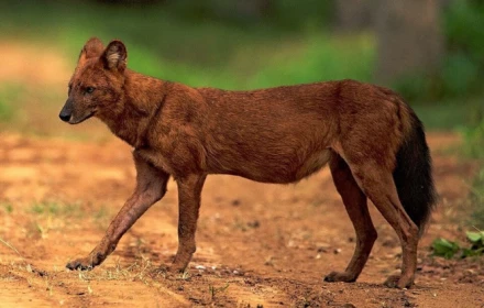 Nghiêm cấm người dân săn bắt chó sói tấn công gia súc ở Điện Biên