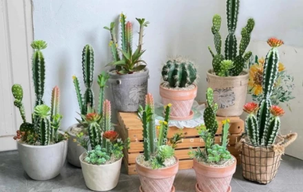 3 đồ vật này đừng bày ở cửa hàng kẻo việc làm ăn buôn bán lụn bại