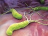 Nghiên cứu quốc tế mới nhất dự đoán rằng vi khuẩn Helicobacter pylori có thể khiến hơn 11 triệu người trên toàn thế giới mắc bệnh ung thư dạ dày