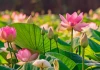 Lịch âm bây giờ là tháng Sáu nhuận. Vậy tháng nhuận được hình thành như thế nào?