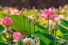 Lịch âm bây giờ là tháng Sáu nhuận. Vậy tháng nhuận được hình thành như thế nào?