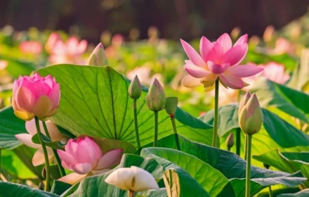 Lịch âm bây giờ là tháng Sáu nhuận. Vậy tháng nhuận được hình thành như thế nào?