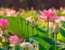 Lịch âm bây giờ là tháng Sáu nhuận. Vậy tháng nhuận được hình thành như thế nào?