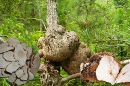 Những loại nấm “hiếm có khó tìm”, có giá trị dinh dưỡng cực cao được giới nhà giàu săn lùng