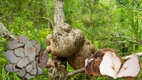 Những loại nấm “hiếm có khó tìm”, có giá trị dinh dưỡng cực cao được giới nhà giàu săn lùng