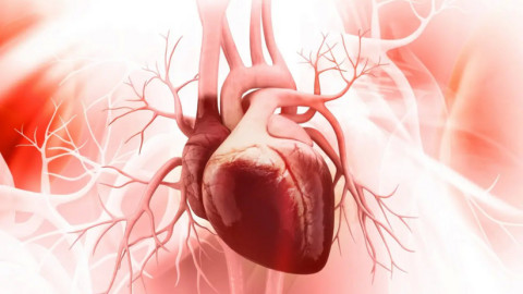 Phát hiện tim người có "bộ não" riêng