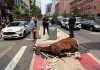 Ngựa kéo xe gục chết giữa đường phố New York, làm nổi lên tranh cãi về phúc lợi động vật