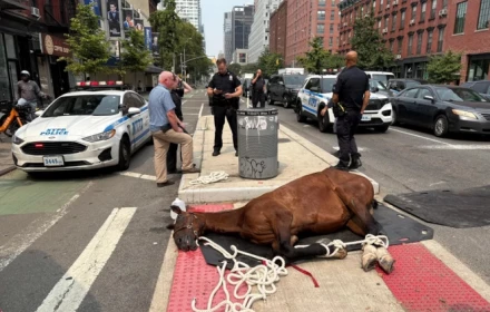 Ngựa kéo xe gục chết giữa đường phố New York, làm nổi lên tranh cãi về phúc lợi động vật