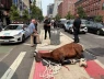 Ngựa kéo xe gục chết giữa đường phố New York, làm nổi lên tranh cãi về phúc lợi động vật