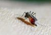 5,6 tỉ người có nguy cơ nhiễm virus chikungunya: WHO cảnh báo cần hành động khẩn cấp