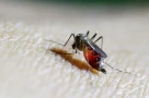 5,6 tỉ người có nguy cơ nhiễm virus chikungunya: WHO cảnh báo cần hành động khẩn cấp