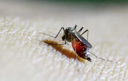 5,6 tỉ người có nguy cơ nhiễm virus chikungunya: WHO cảnh báo cần hành động khẩn cấp
