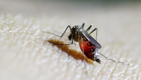 5,6 tỉ người có nguy cơ nhiễm virus chikungunya: WHO cảnh báo cần hành động khẩn cấp