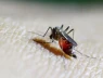 5,6 tỉ người có nguy cơ nhiễm virus chikungunya: WHO cảnh báo cần hành động khẩn cấp