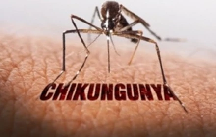 Đường truyền của dịch bệnh Chikungunya đáng quan tâm nhất lúc này 😥