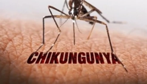 Đường truyền của dịch bệnh Chikungunya đáng quan tâm nhất lúc này 😥