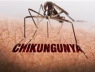 Đường truyền của dịch bệnh Chikungunya đáng quan tâm nhất lúc này 😥