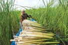 Thứ cỏ mọc hoang giữa nước lũ lại là đặc sản của người miền Tây