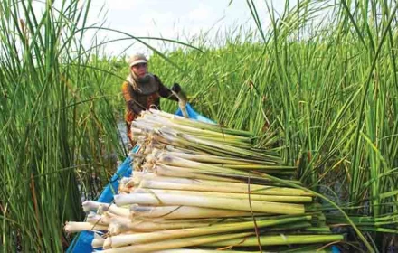 Thứ cỏ mọc hoang giữa nước lũ lại là đặc sản của người miền Tây