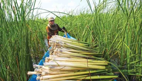 Thứ cỏ mọc hoang giữa nước lũ lại là đặc sản của người miền Tây
