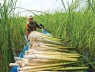 Thứ cỏ mọc hoang giữa nước lũ lại là đặc sản của người miền Tây