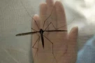 Sốt chikungunya gây đau đớn như thế nào?