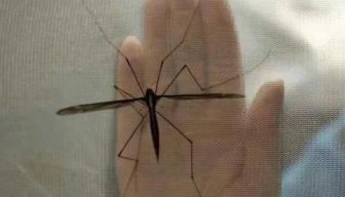 Sốt chikungunya gây đau đớn như thế nào?