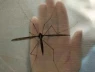 Sốt chikungunya gây đau đớn như thế nào?