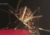 Ngăn ngừa sốt Chikungunya bằng hướng dẫn chống muỗi này