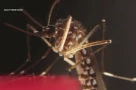 Ngăn ngừa sốt Chikungunya bằng hướng dẫn chống muỗi này