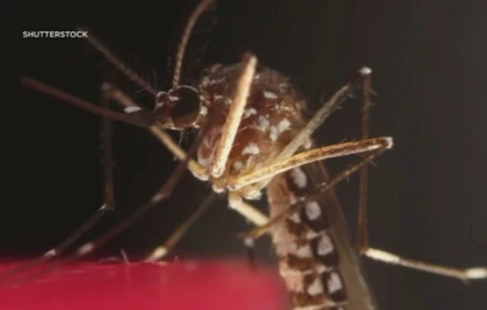 Ngăn ngừa sốt Chikungunya bằng hướng dẫn chống muỗi này