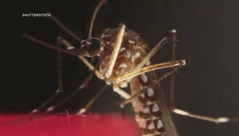 Ngăn ngừa sốt Chikungunya bằng hướng dẫn chống muỗi này