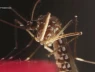 Ngăn ngừa sốt Chikungunya bằng hướng dẫn chống muỗi này