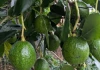 Chia sẻ kinh nghiệm chọn bơ🥑 già, bơ chín hoàn toàn