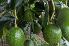Chia sẻ kinh nghiệm chọn bơ🥑 già, bơ chín hoàn toàn