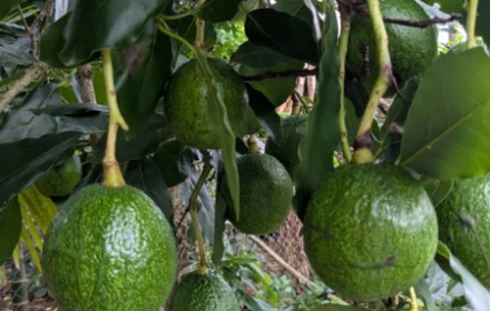 Chia sẻ kinh nghiệm chọn bơ🥑 già, bơ chín hoàn toàn
