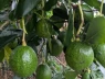 Chia sẻ kinh nghiệm chọn bơ🥑 già, bơ chín hoàn toàn