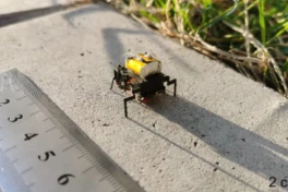 "Pháp sư Trung Hoa" phát triển thành công robot côn trùng siêu nhỏ, di chuyển nhanh hơn cả gián