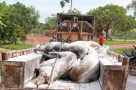 Dịch tả lợn châu Phi, nhìn từ điểm nóng: Phú Thọ, Hưng Yên căng mình chống dịch (Bài 1)