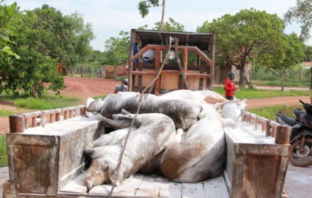 Dịch tả lợn châu Phi, nhìn từ điểm nóng: Phú Thọ, Hưng Yên căng mình chống dịch (Bài 1)