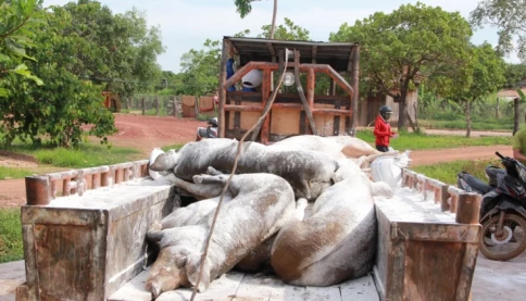 Dịch tả lợn châu Phi, nhìn từ điểm nóng: Phú Thọ, Hưng Yên căng mình chống dịch (Bài 1)
