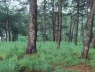Đi dã ngoại phát hiện bộ xương người trên đồi thông