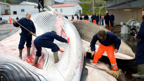 Iceland cấp phép săn bắt hàng trăm con cá voi