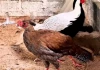 Anh Thái Khắc Thành đã nhân giống gà lôi quý hiếm thế nào?
