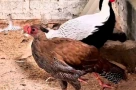 Anh Thái Khắc Thành đã nhân giống gà lôi quý hiếm thế nào?