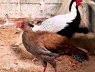 Anh Thái Khắc Thành đã nhân giống gà lôi quý hiếm thế nào?